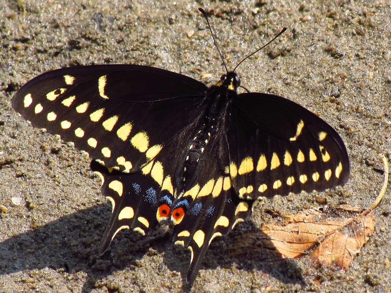 Black swallowtail photograph: adult male. Black wings; rows of yellow spots and tails