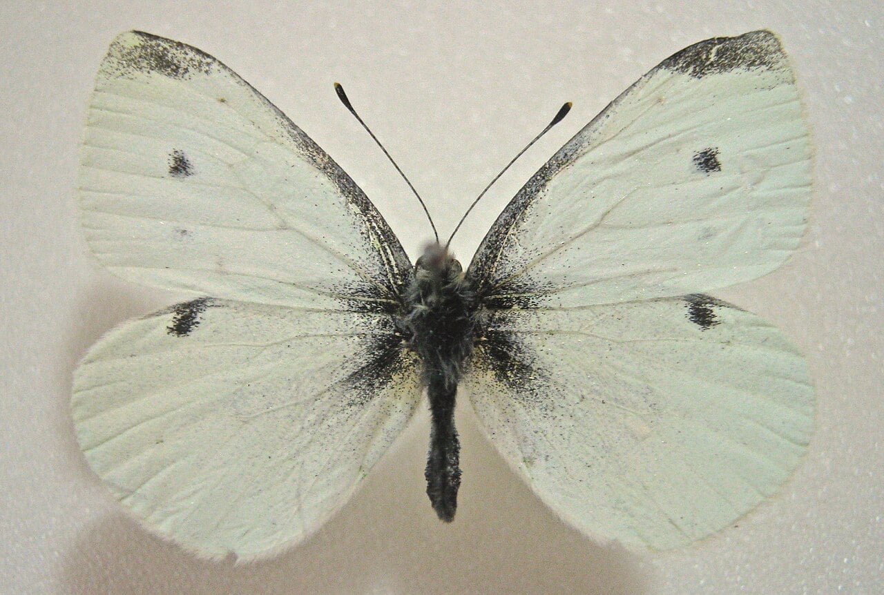 Cabbage white photograph: adult male. White wings; dark tips and one or two forewing spots