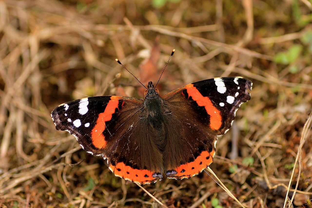 Red admiral photograph: adult; sex not assigned. Dark wings; orange-red bands and white forewing spots