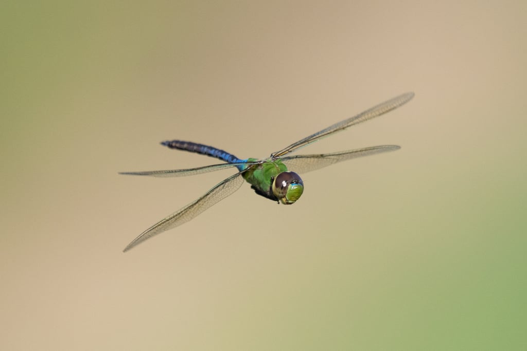 Common green darner photograph: adult male in flight. Green thorax; long abdomen and clear wings