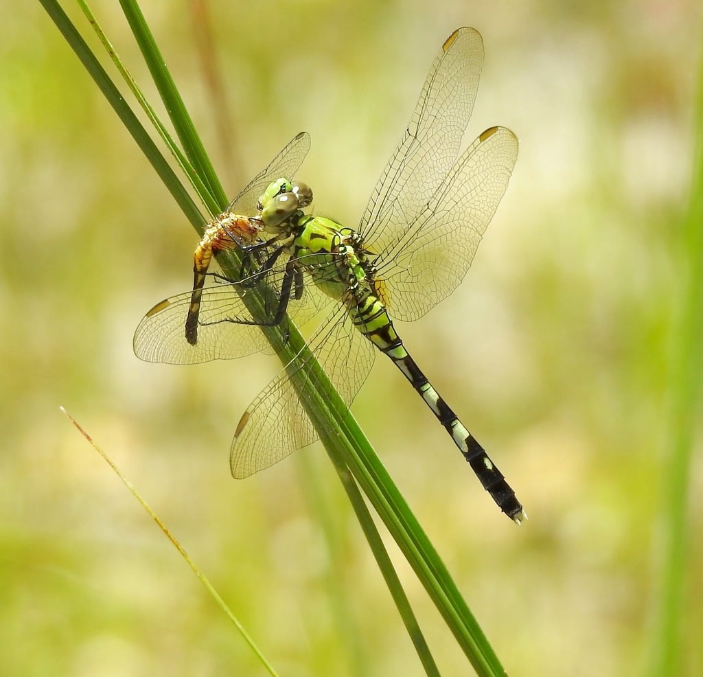 Eastern pondhawk photograph: green adult female. Female: green body with dark abdominal markings