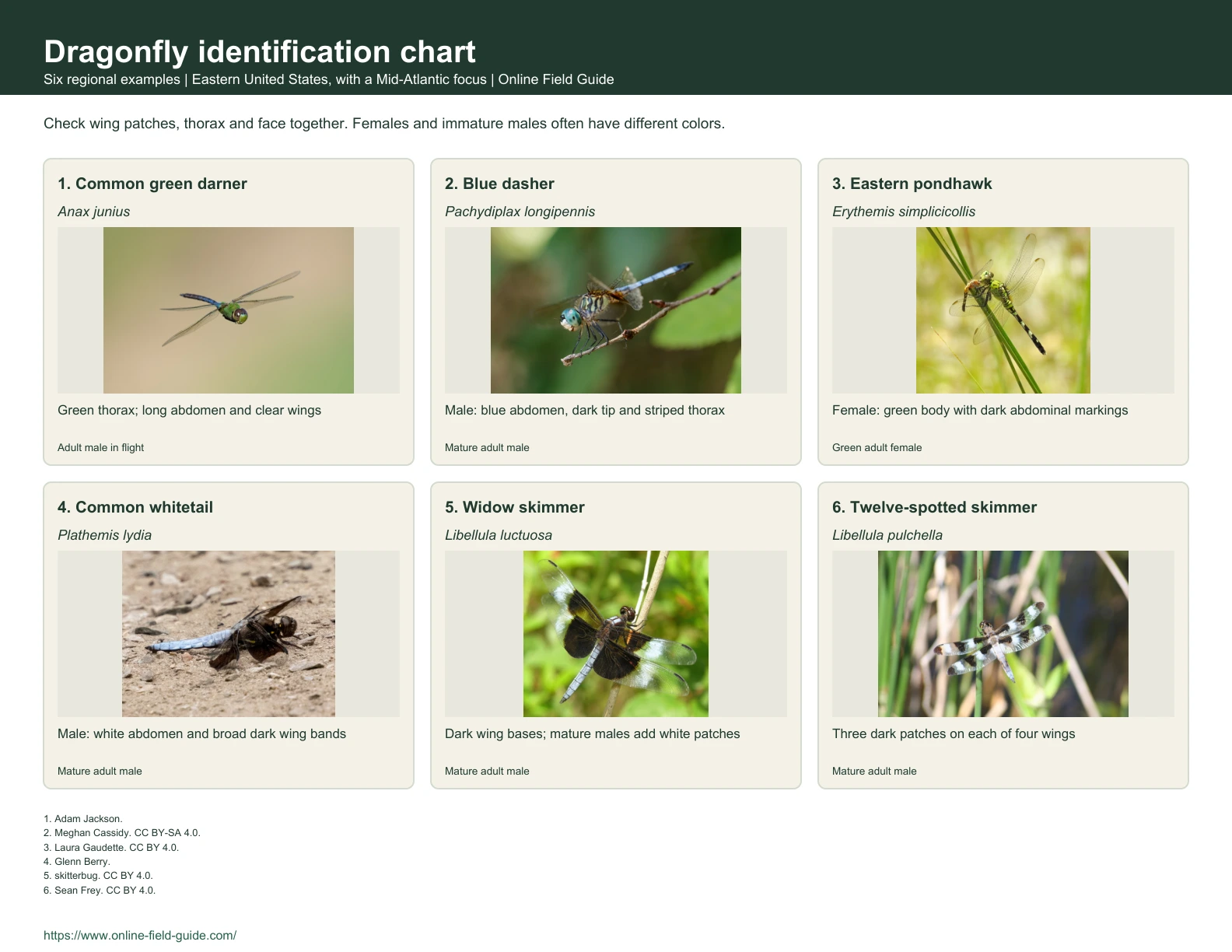 Dragonfly Identification Chart: 6 Eastern-US Pond Dragonflies Identification chart with dragonfly examples, names and visual clues.