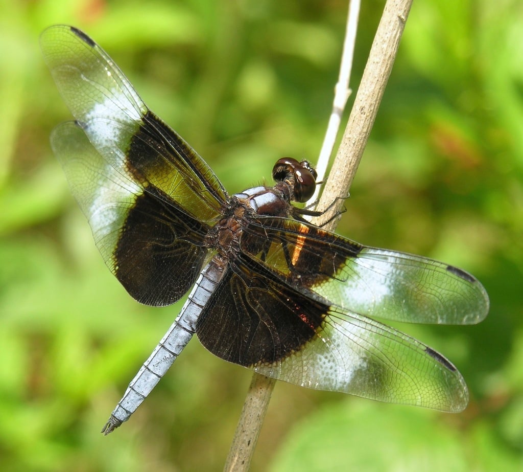 Widow skimmer photograph: mature adult male. Dark wing bases; mature males add white patches