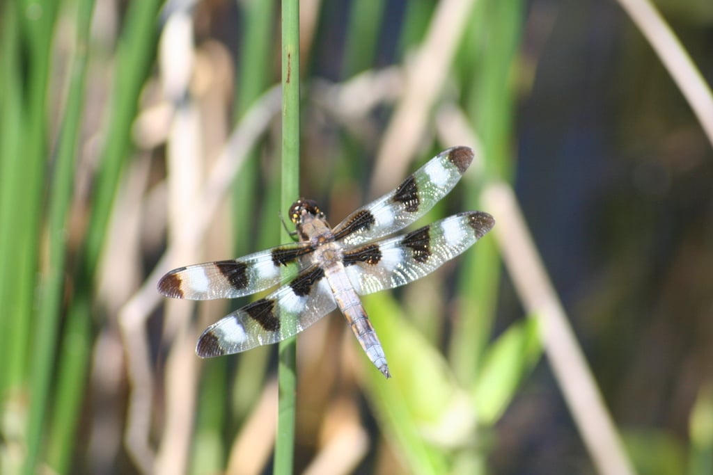 Twelve-spotted skimmer photograph: mature adult male. Three dark patches on each of four wings