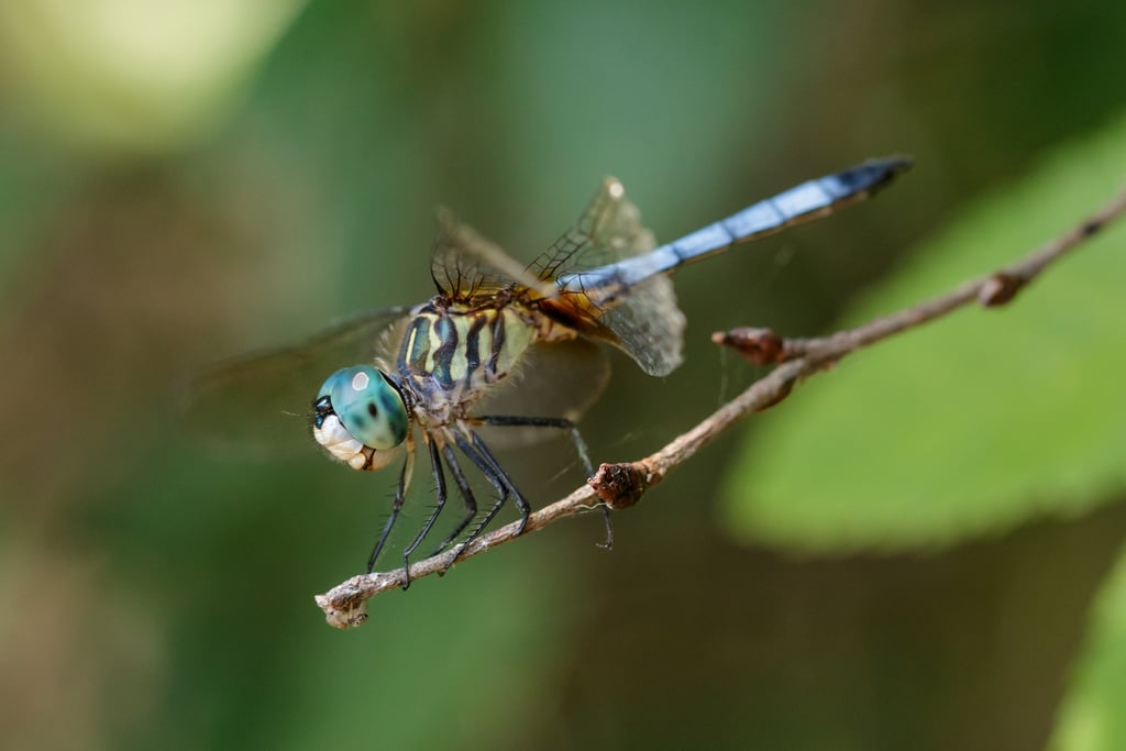 Blue dasher photograph: mature adult male. Male: blue abdomen, dark tip and striped thorax