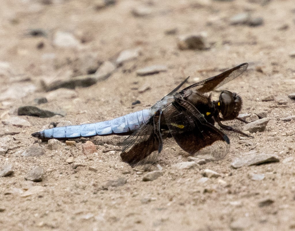 Common whitetail photograph: mature adult male. Male: white abdomen and broad dark wing bands