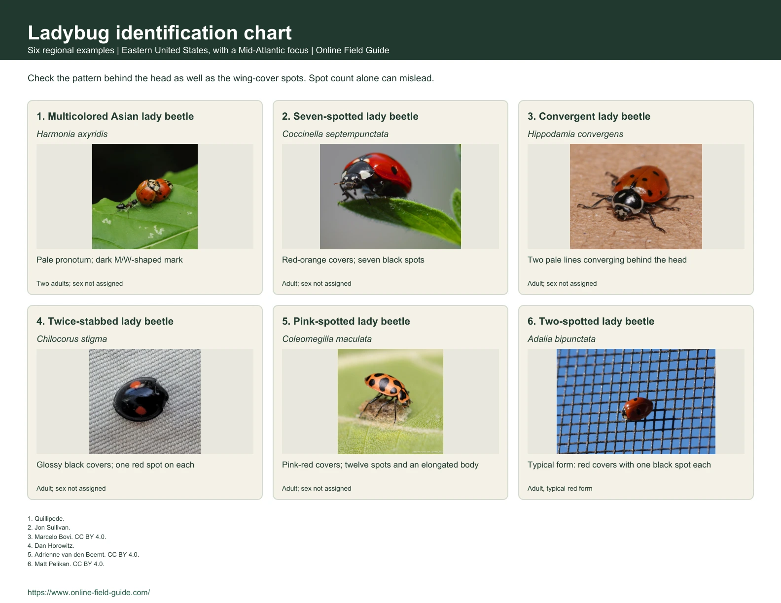Ladybug Identification Chart: 6 Eastern-US Lady Beetles Identification chart with ladybug examples, names and visual clues.