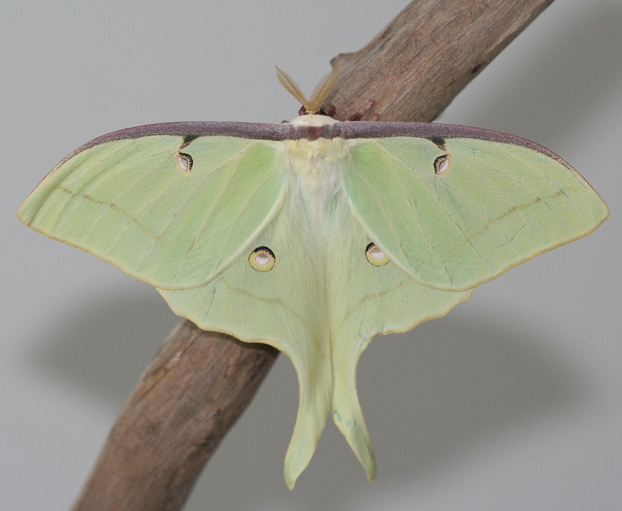 Luna moth photograph: adult male. Pale green wings; long hindwing tails
