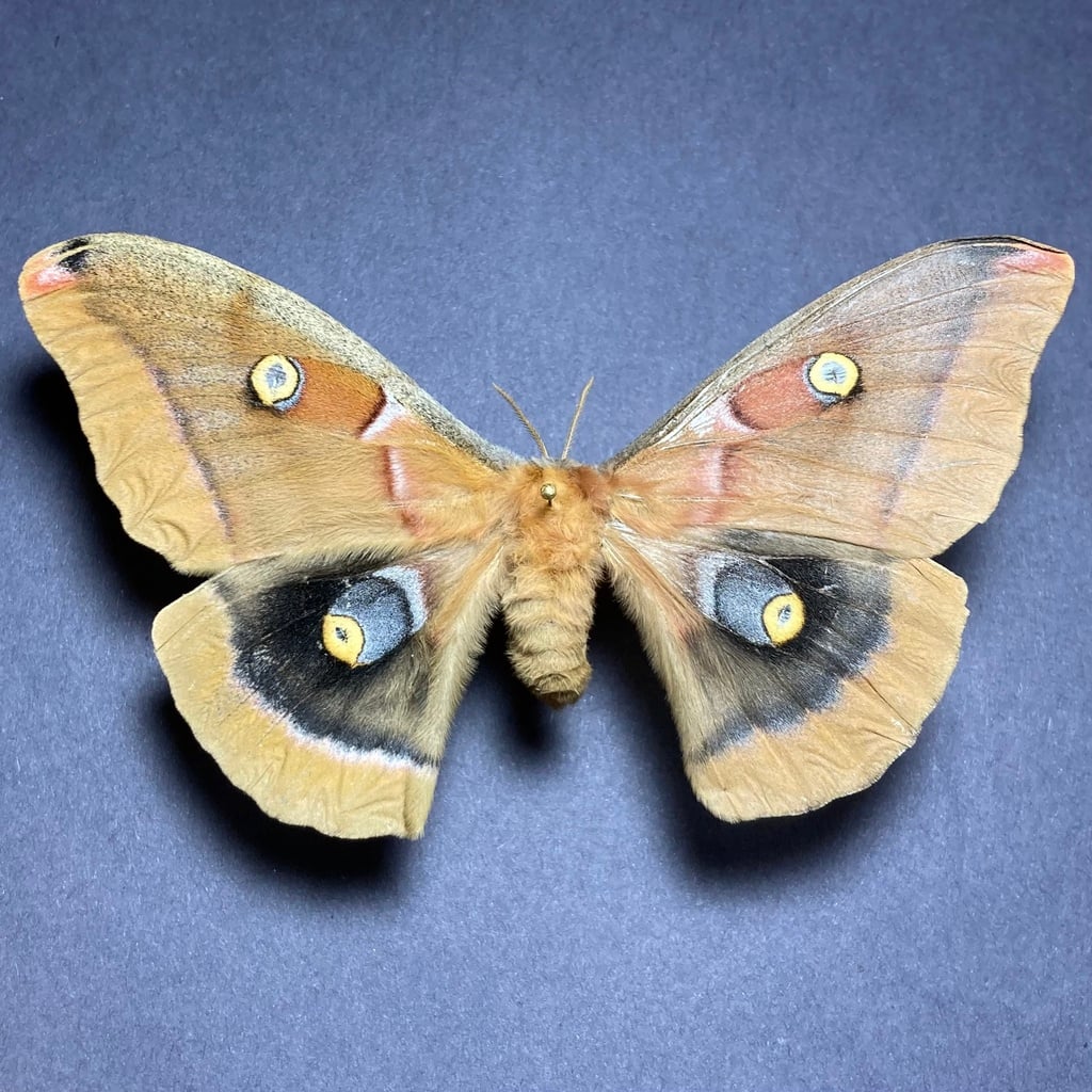 Polyphemus moth photograph: adult; sex not assigned. Tan wings; very large hindwing eyespots