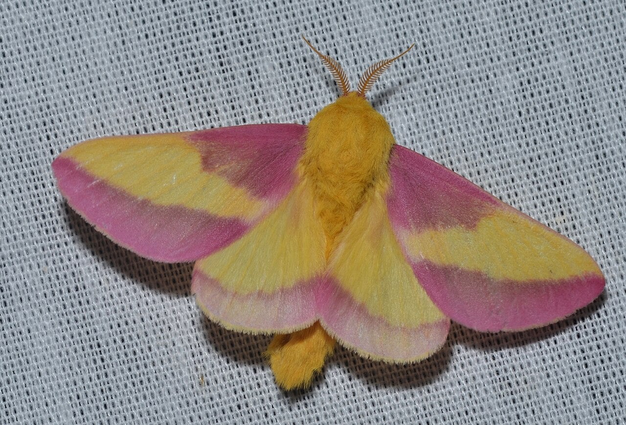 Rosy maple moth photograph: adult; sex not assigned. Pink-and-yellow wings; small silk-moth build