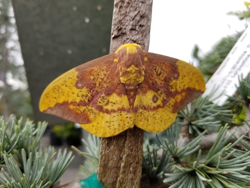 Imperial moth photograph: adult; sex not assigned. Yellow wings; irregular purple-brown patches