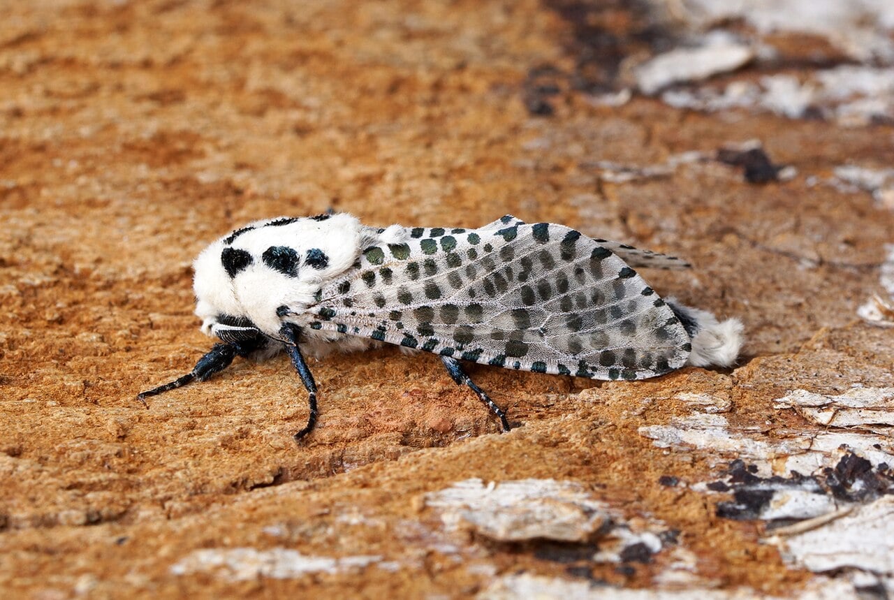 Giant leopard moth photograph: adult; sex not assigned. White wings; black spots and hollow rings