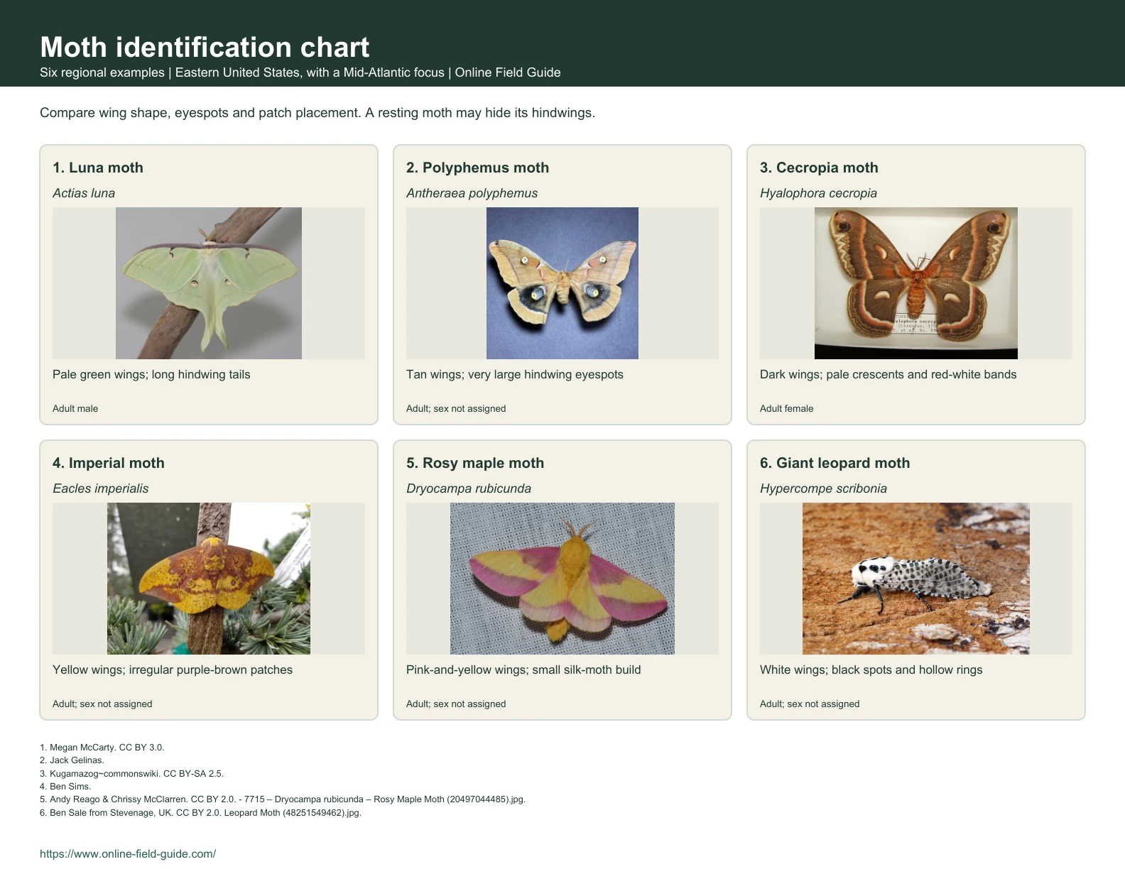 Moth Identification Chart: 6 Distinctive Eastern-US Moths Identification chart with moth examples, names and visual clues.