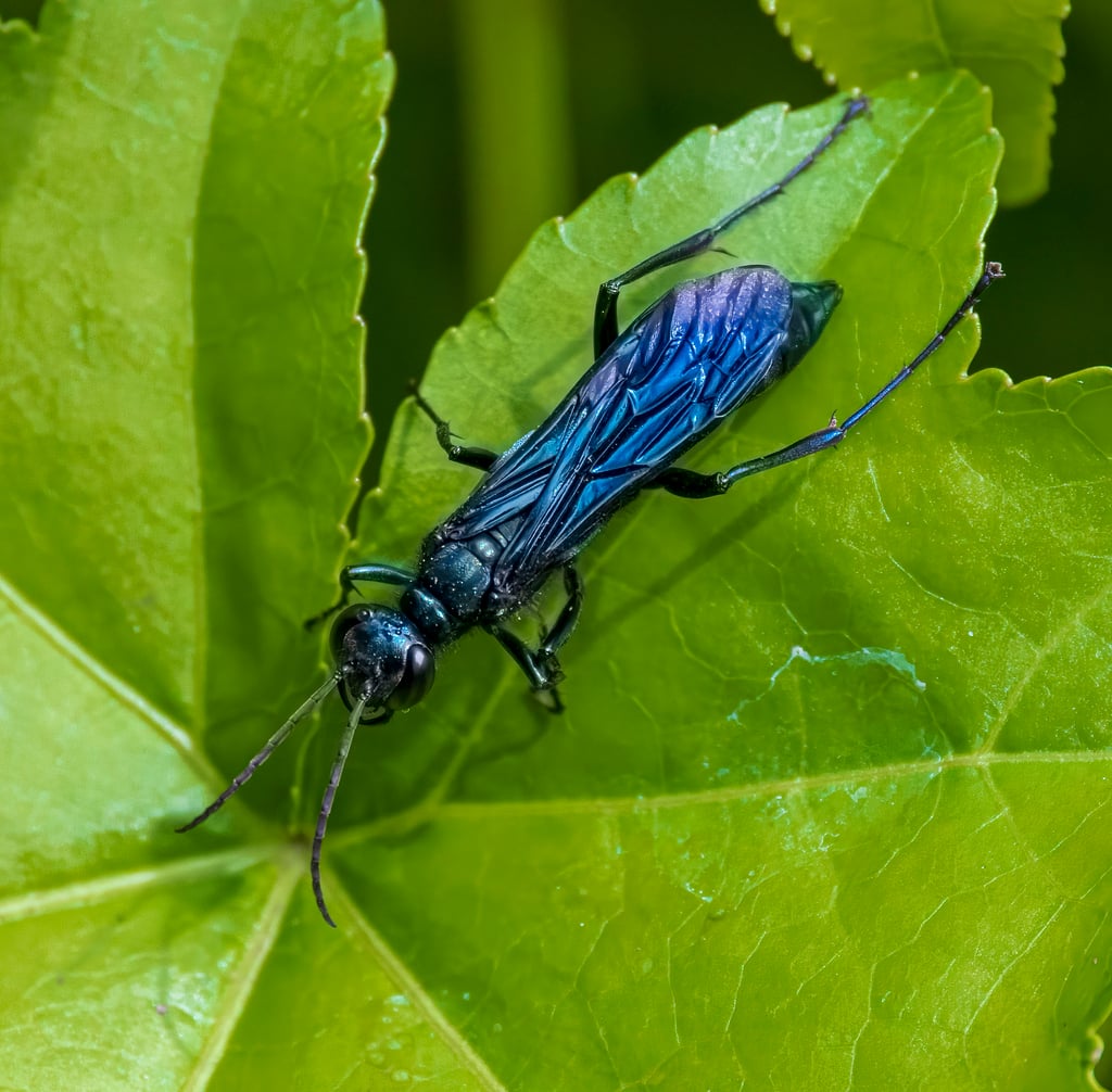 Blue mud daubers photograph: adult; sex not assigned. Metallic blue-black body; long thread-like waist