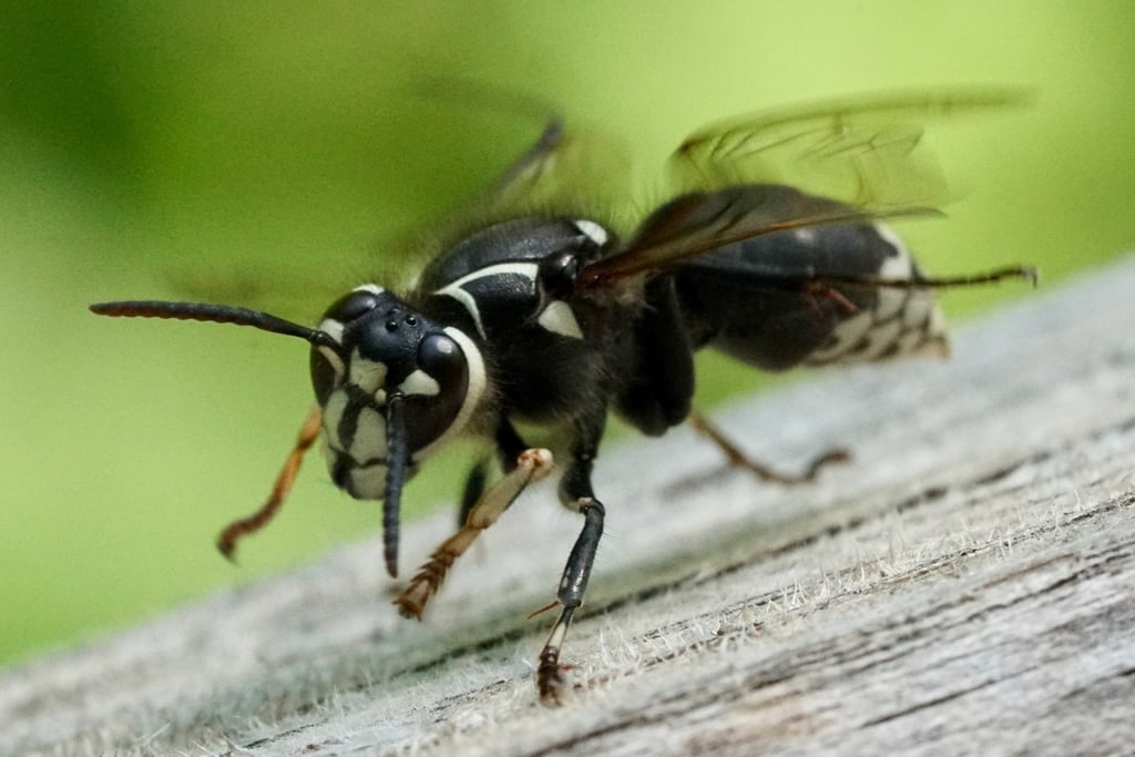 Bald-faced hornet photograph: adult; sex not assigned. Black body; pale face and white markings