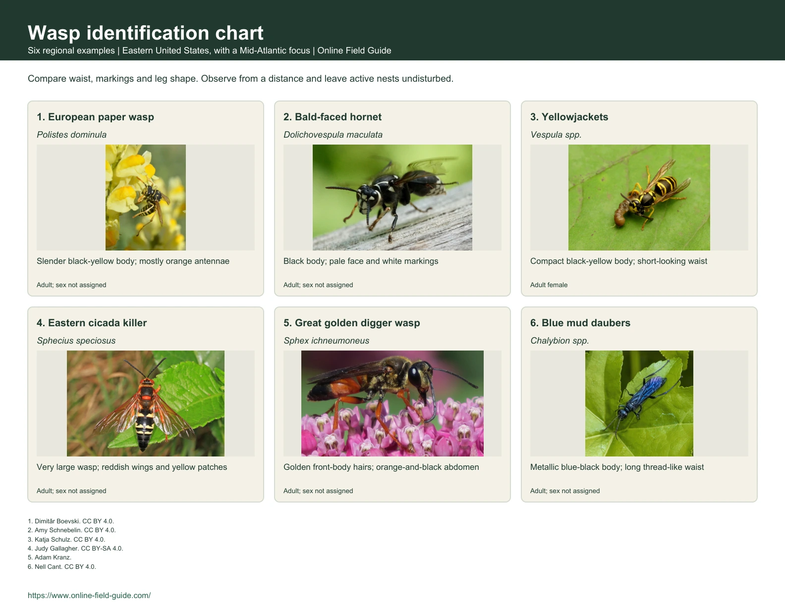 Wasp Identification Chart: 6 Eastern-US Wasps and Wasp Groups Identification chart with wasp examples, names and visual clues.