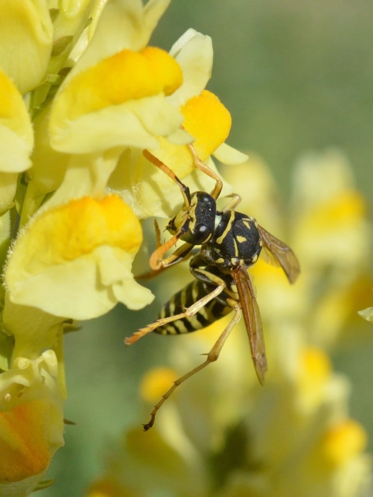 European paper wasp photograph: adult; sex not assigned. Slender black-yellow body; mostly orange antennae