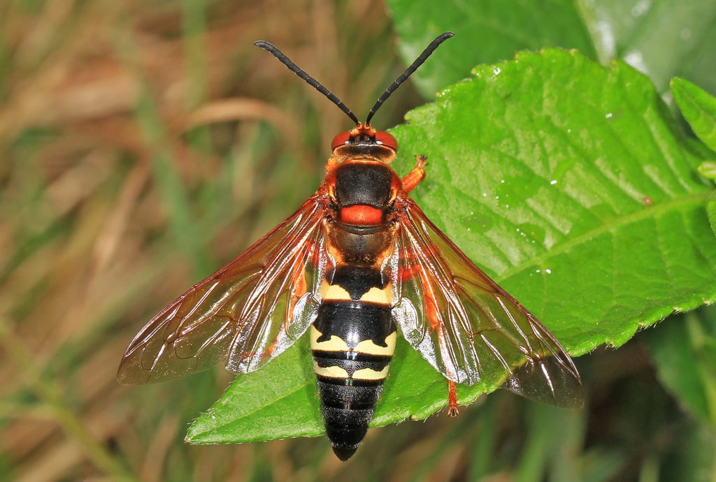 Eastern cicada killer photograph: adult; sex not assigned. Very large wasp; reddish wings and yellow patches