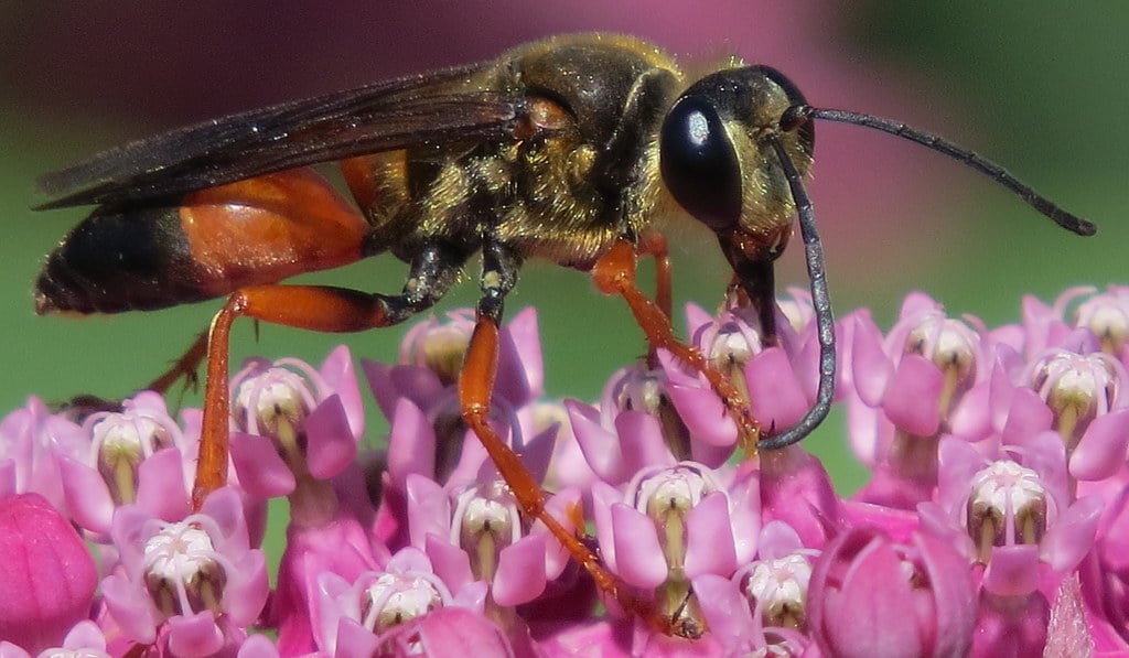 Great golden digger wasp photograph: adult; sex not assigned. Golden front-body hairs; orange-and-black abdomen