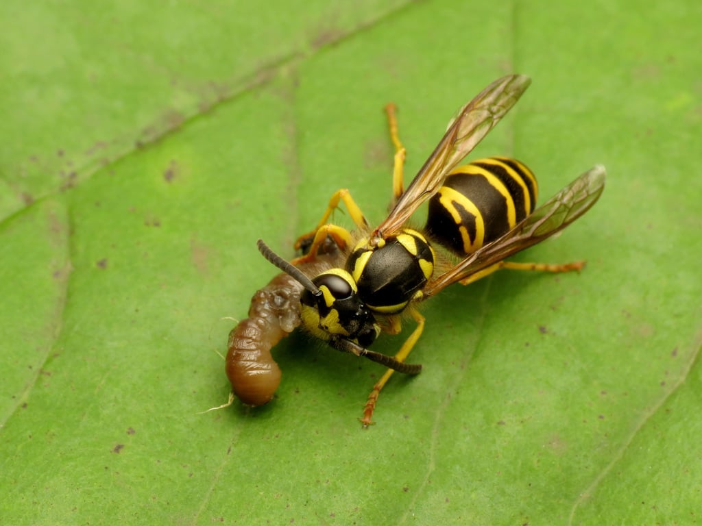 Yellowjackets photograph: adult female. Compact black-yellow body; short-looking waist