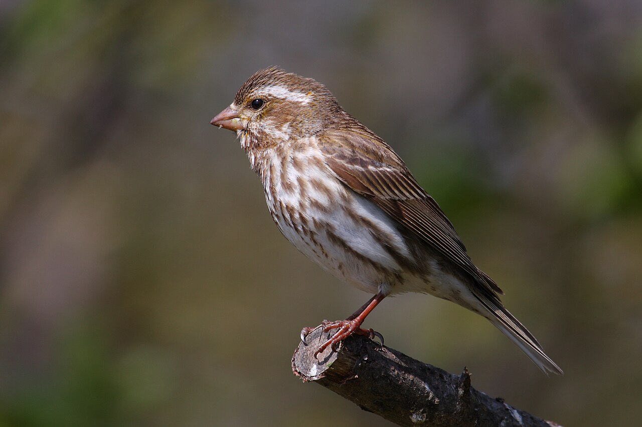 Purple Finch