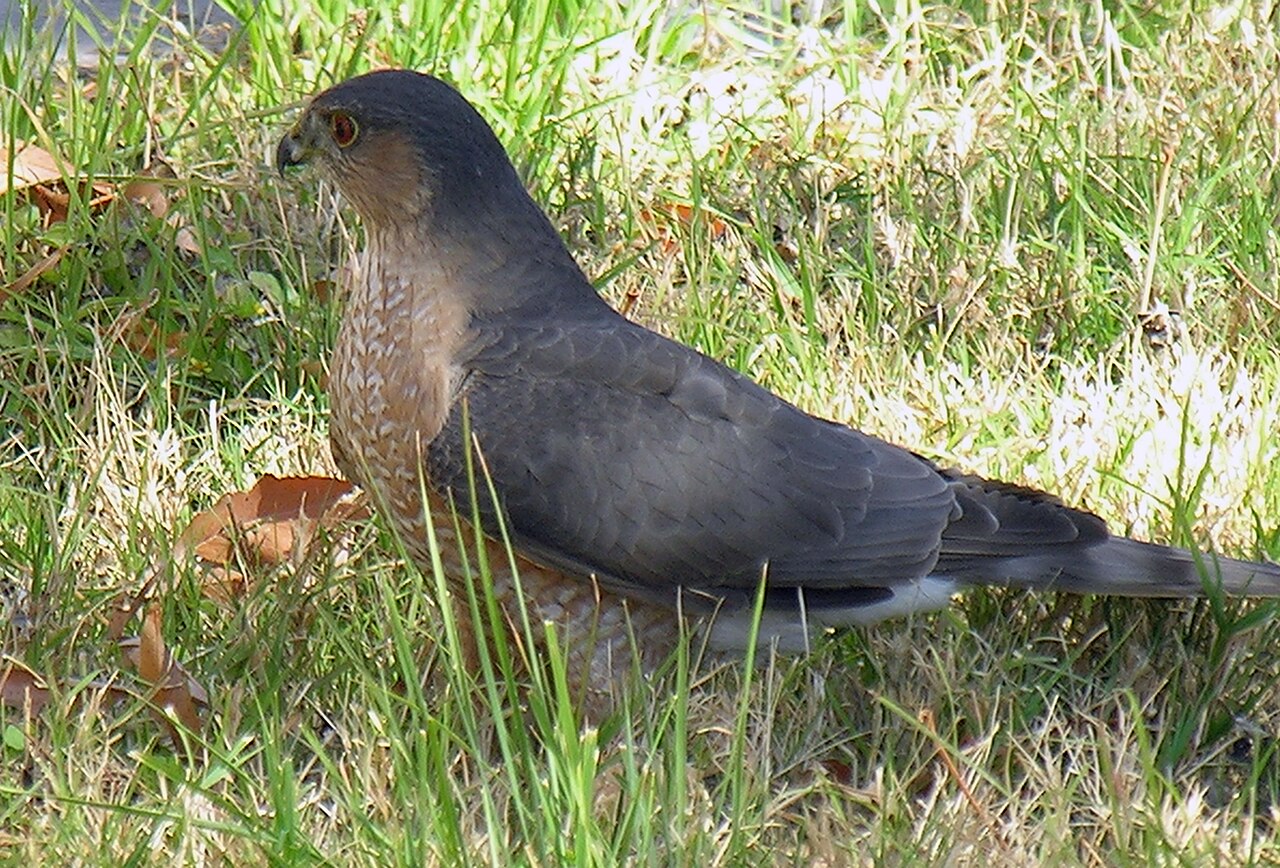 Sharp-shinned Hawk