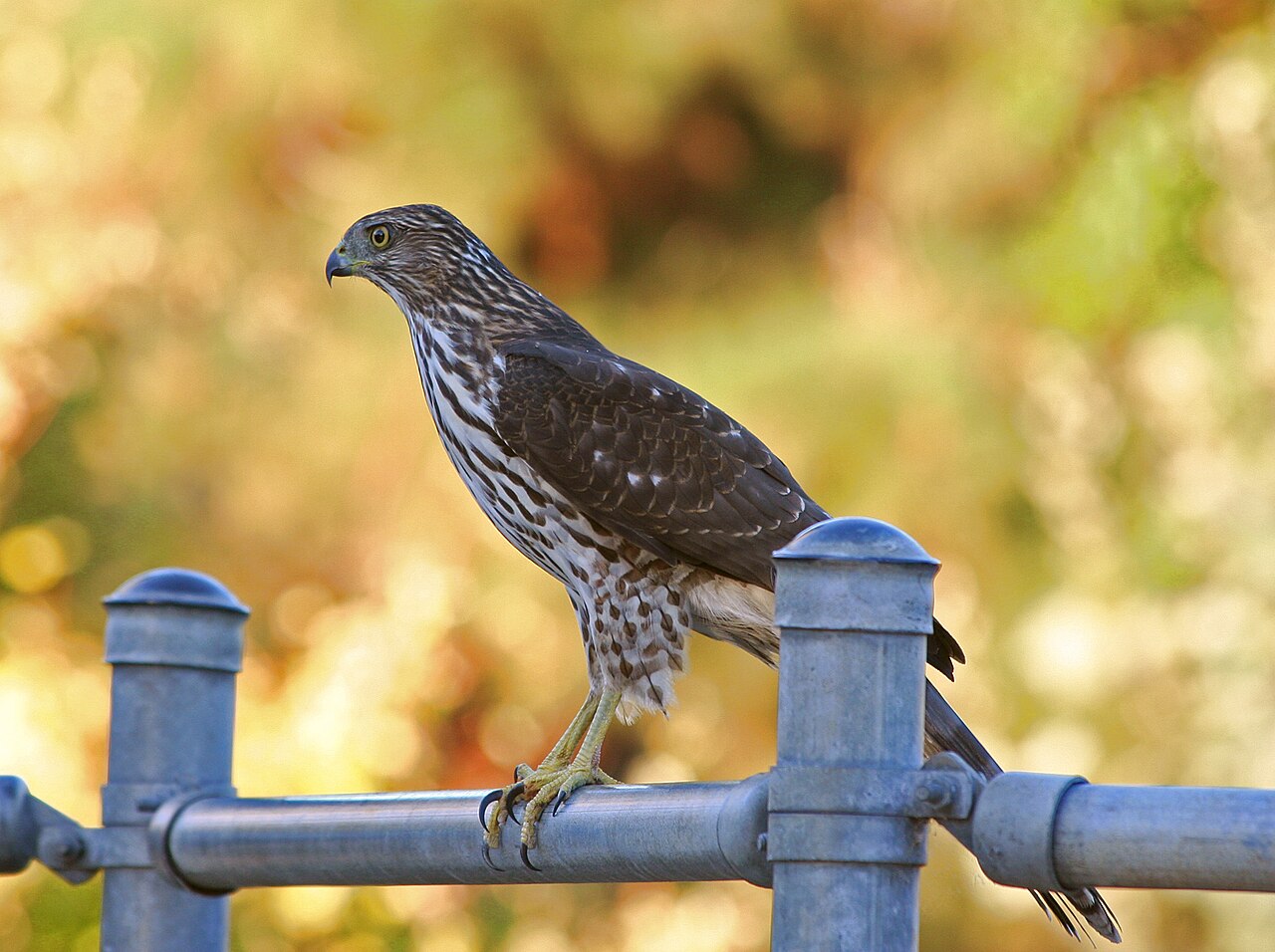 Cooper’s Hawk