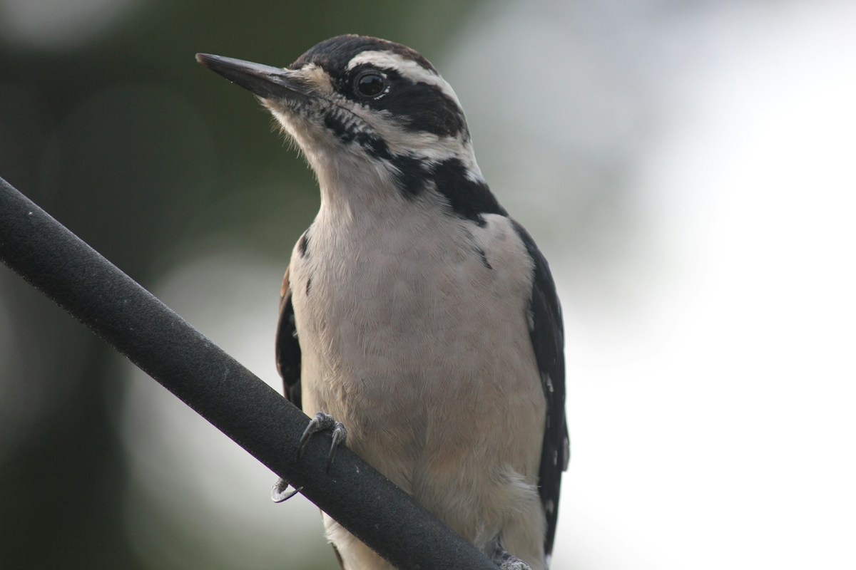 Hairy Woodpecker