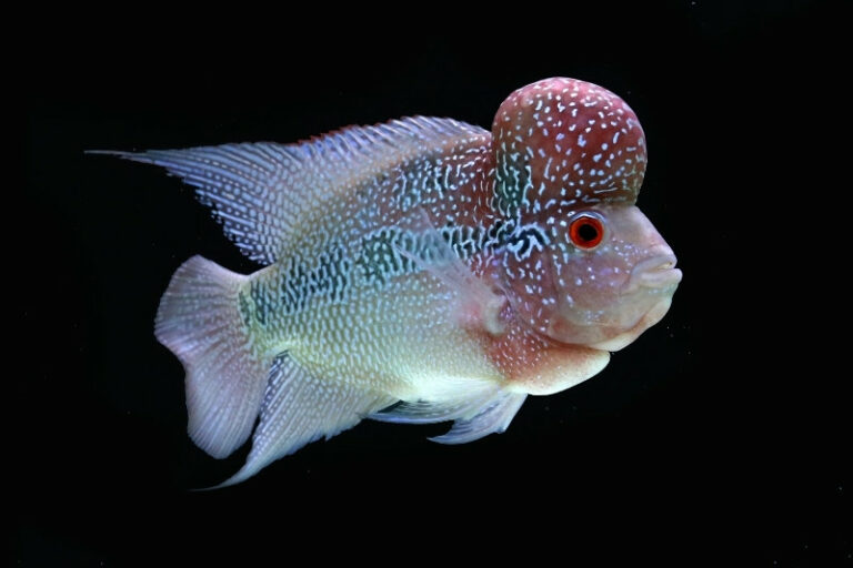20 Animals With Big Foreheads With Pictures Online Field Guide