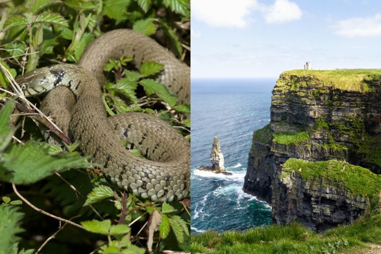 Blog online field guide